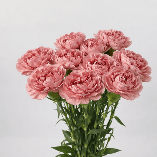 Mother's Day Carnation - 2 Tone Brown Pink (18-20 Stems)