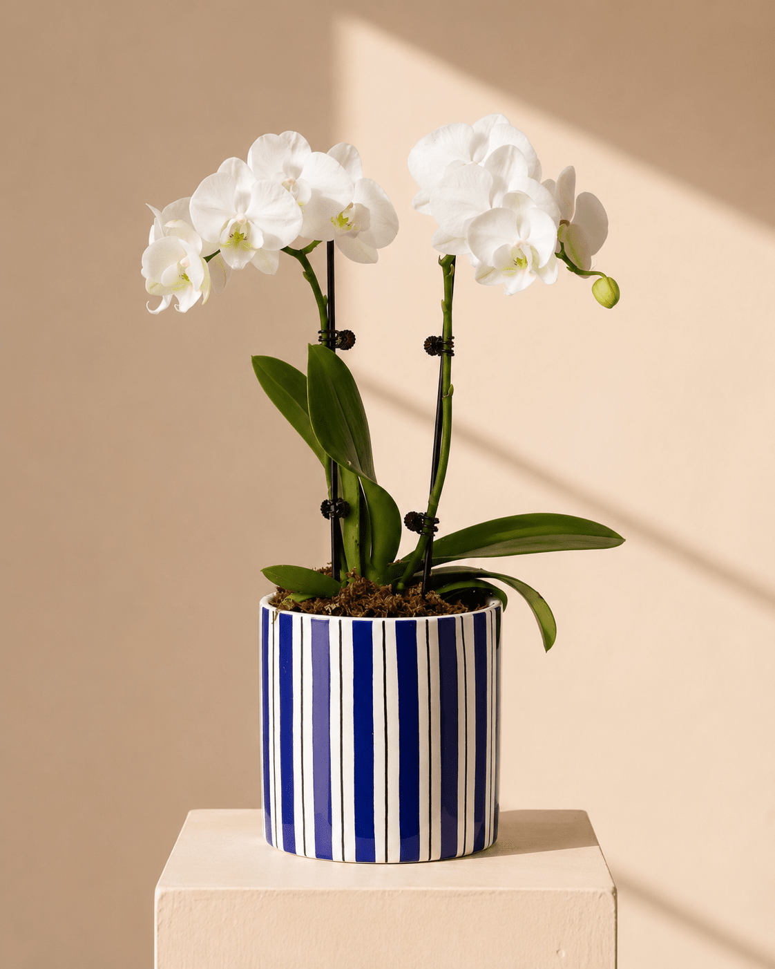 White Mini Phalaenopsis Orchid Arrangement - Dark Blue Ceramic Pot