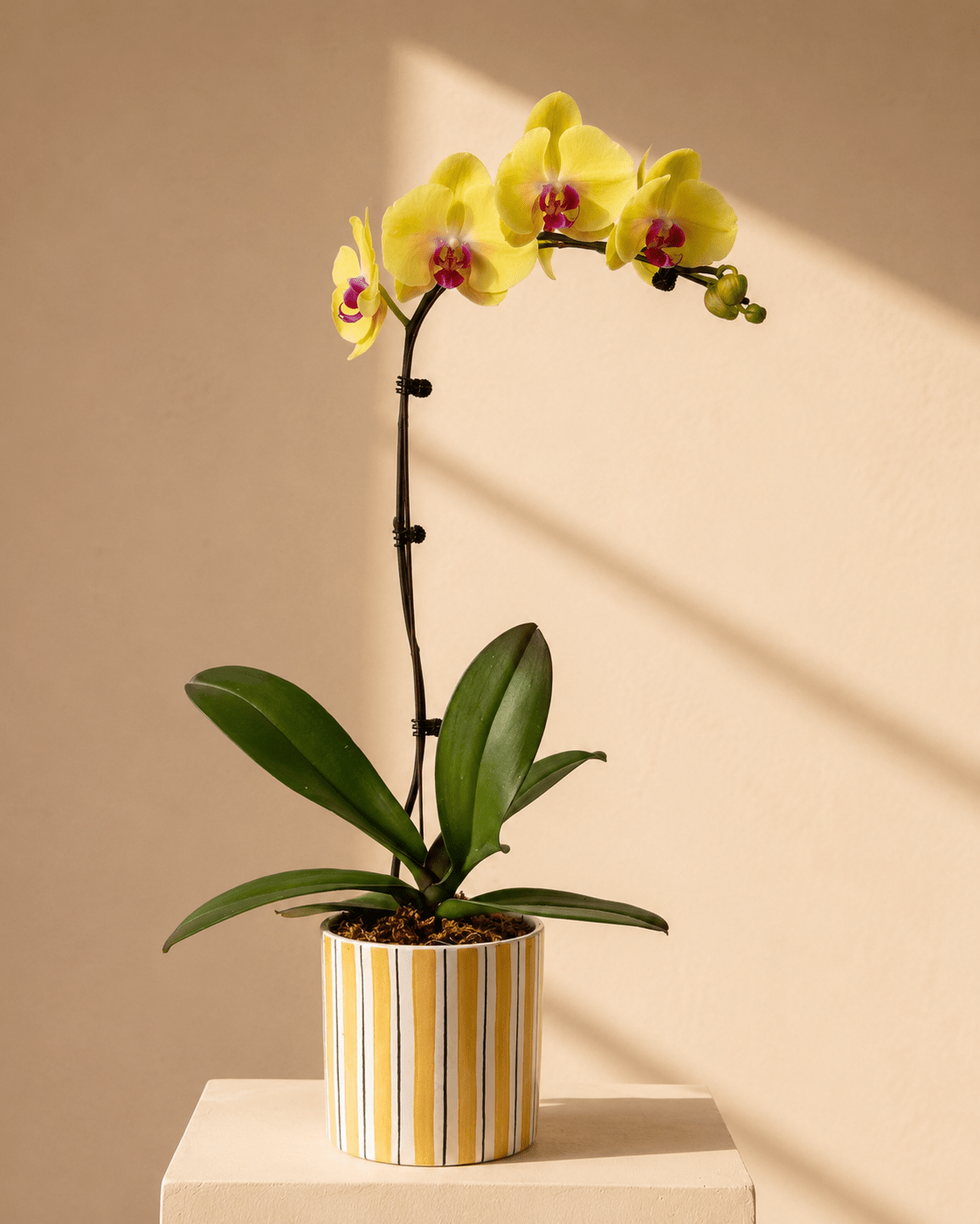 Yellow Phalaenopsis Orchid Arrangment– Yellow Ceramic Pot