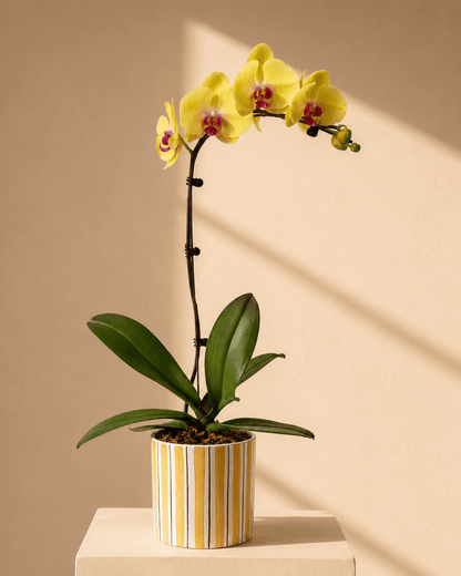 Yellow Phalaenopsis Orchid Arrangment– Yellow Ceramic Pot