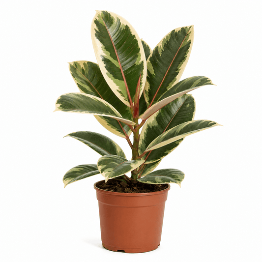 Ficus Elastica Tineke