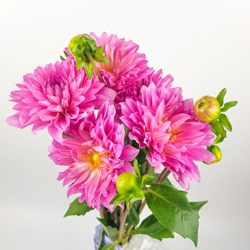 Dahlia (Imported) - Pink