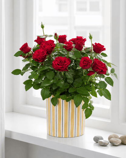 Rose Mix Arrangement - Yellow Ceramic Pot