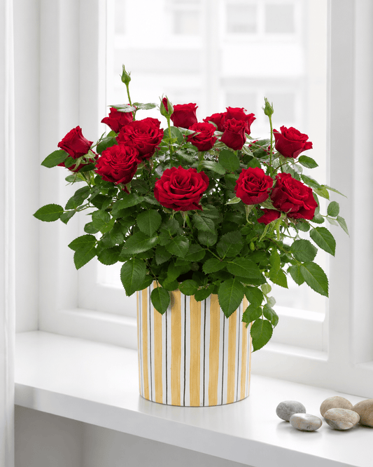 Rose Mix Arrangement - Yellow Ceramic Pot