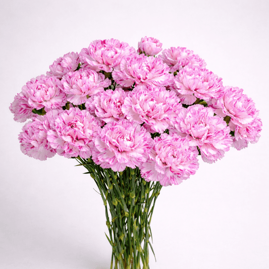 Mother's Day Carnation - 2 Tone Purple White (18-20 Stems)