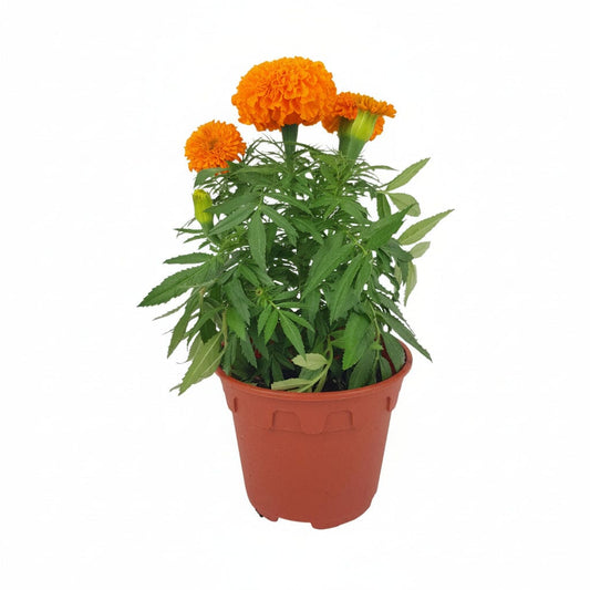 Marigold (P150)
