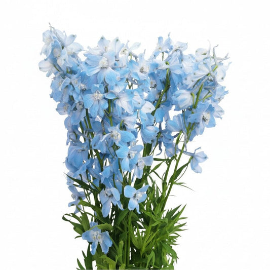 Delphinium - Light Blue