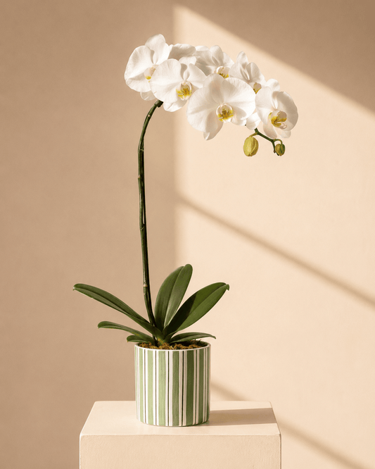 White Phalaenopsis Orchid Arrangement - Green Ceramic Pot