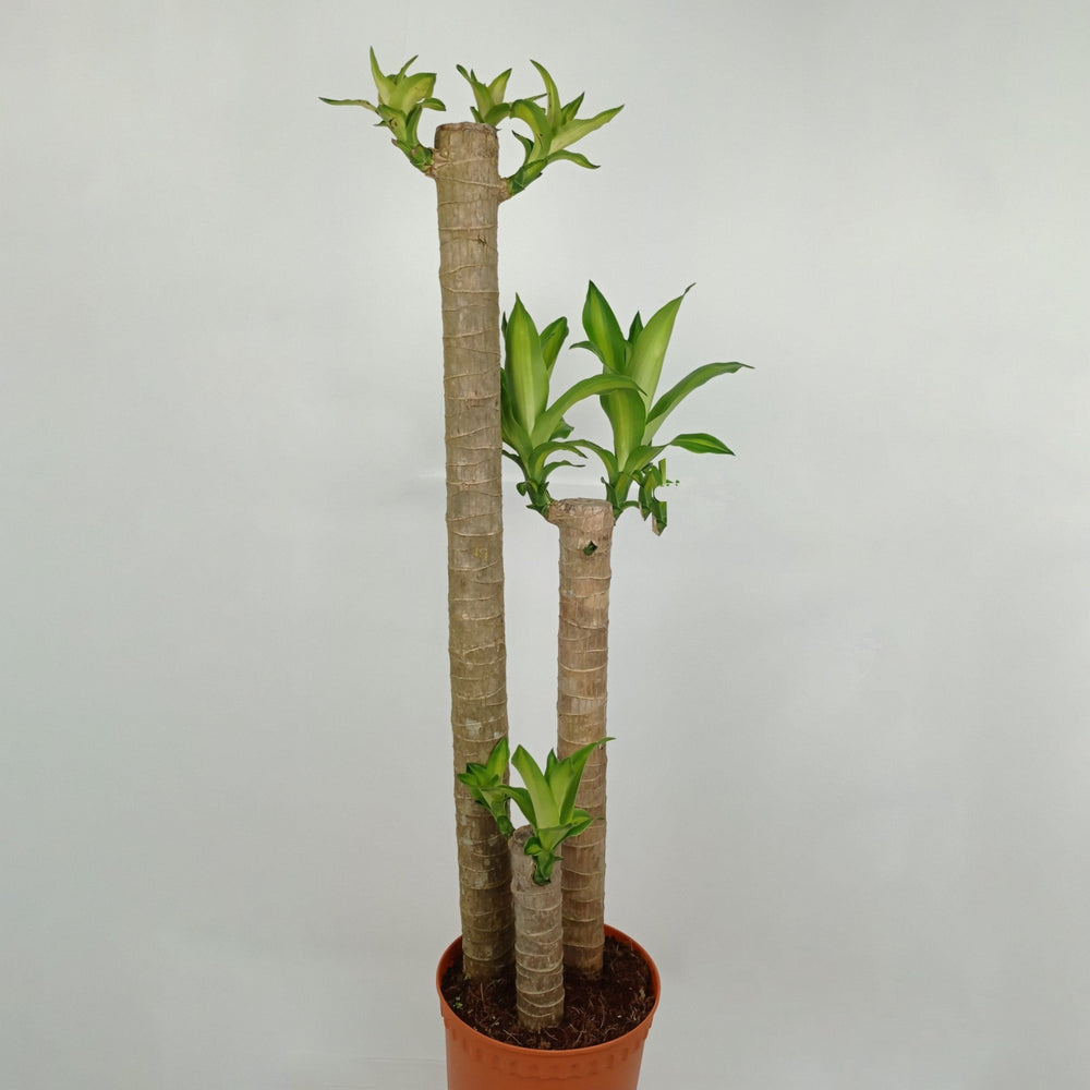 dracaena malaysia Dracaena Fragrance