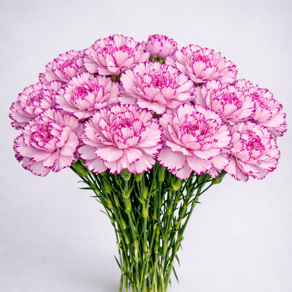 Mother's Day Carnation - 2 Tone Lilac Purple (18-20 Stems)