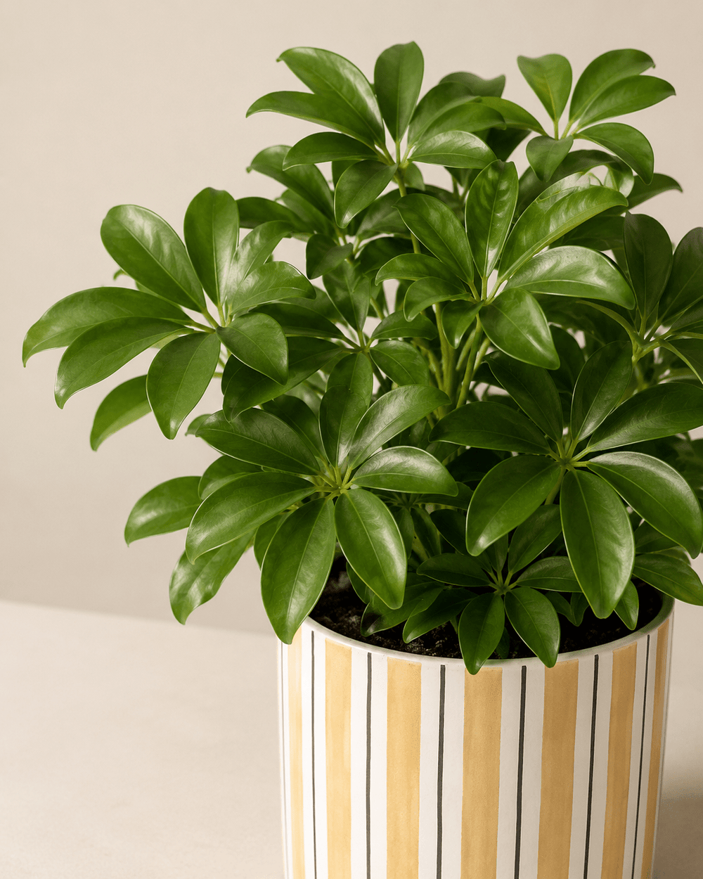 Schefflera Arrangement - Yellow Ceramic Pot