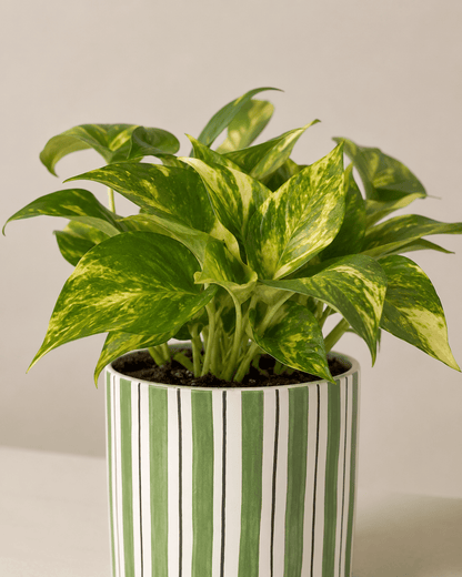 Money Plant Arrangement - Dark Green Ceramic Pot