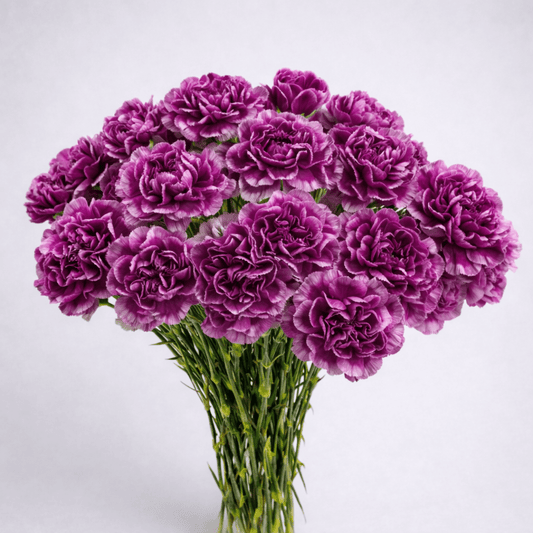 Mother's Day Carnation - Purple (18-20 Stems)