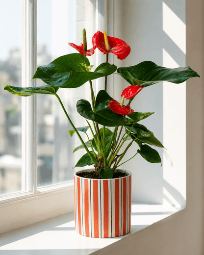 Red Anthurium Arrangement - Orange Ceramic Pot