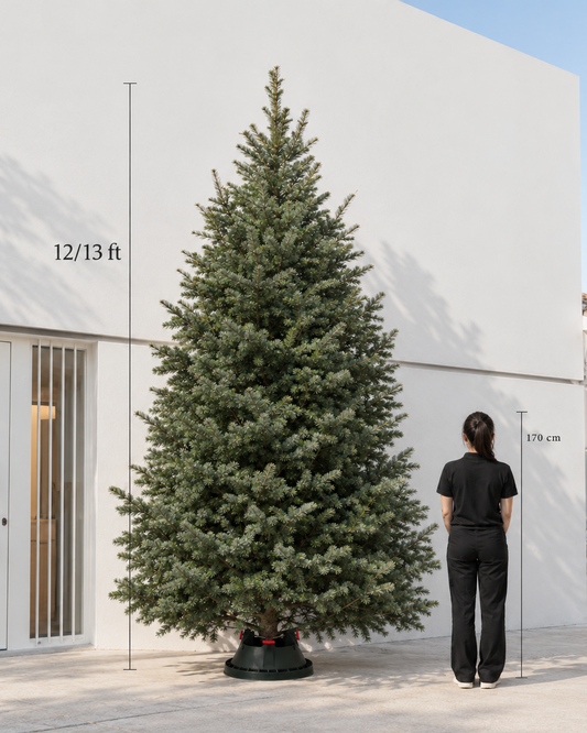 Real Christmas Tree (12/13 ft. / 350 - 400cm) - Premium Grade Noble Fir