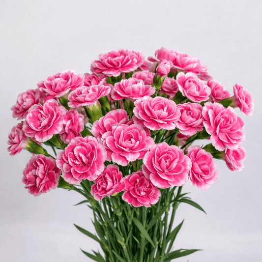 Mother's Day Spray Carnation - 2 Tone Pink White (18-20 Stems)