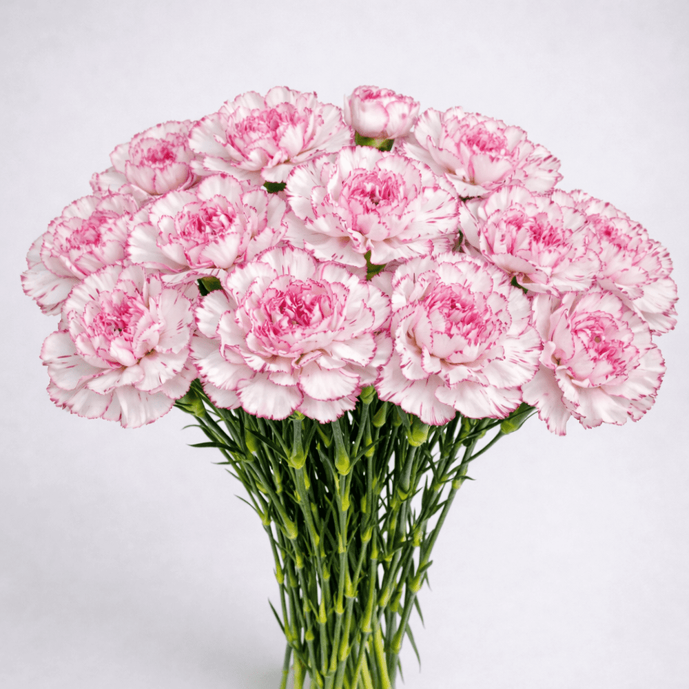 Mother's Day Carnation - 2 Tone Pink White (18-20 Stems)