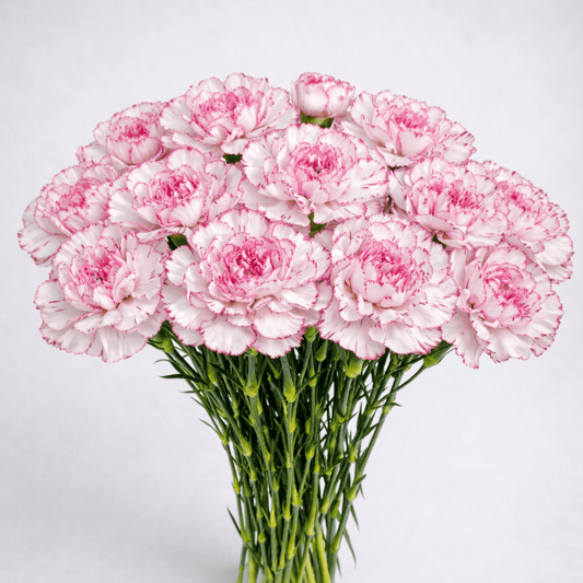 Mother's Day Carnation - 2 Tone Pink White (18-20 Stems)