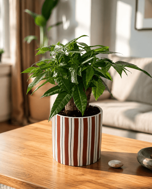 Money Tree (Pachira) Arrangement - Dark Red Ceramic Pot