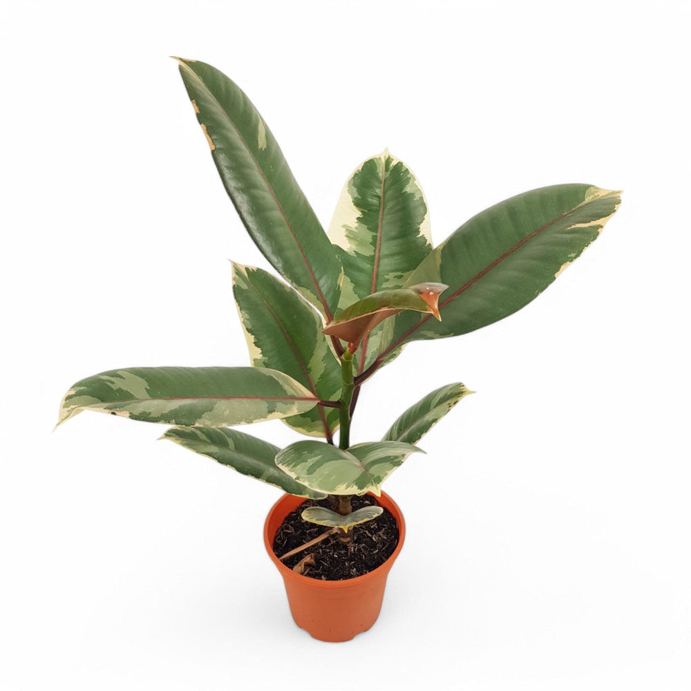 Ficus Ruby (P120)