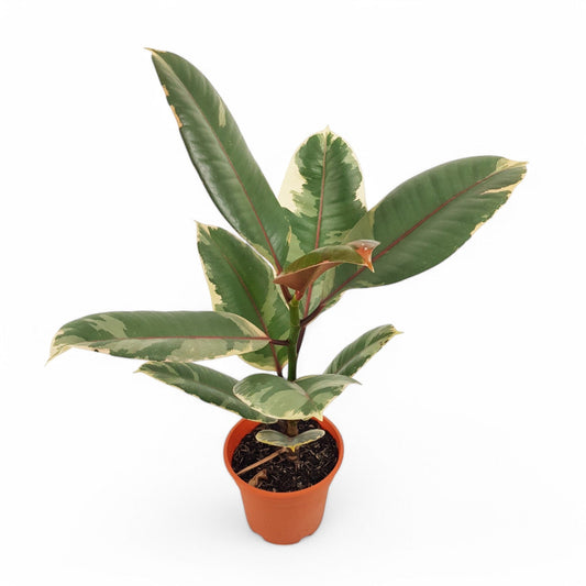 Ficus Ruby (P120)