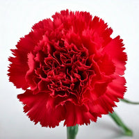Red Carnation for Mother's Day | Floristika KL