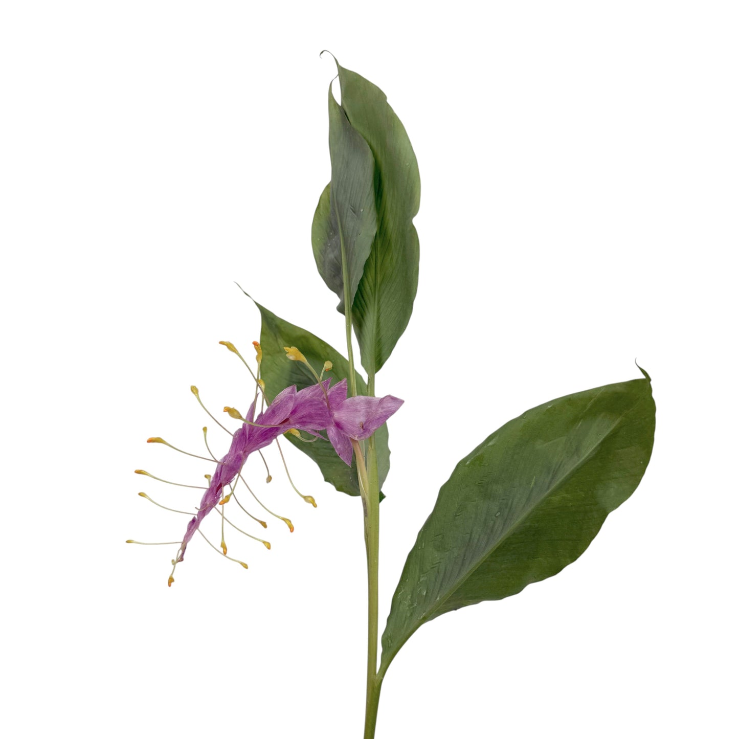 Globba - Light Purple