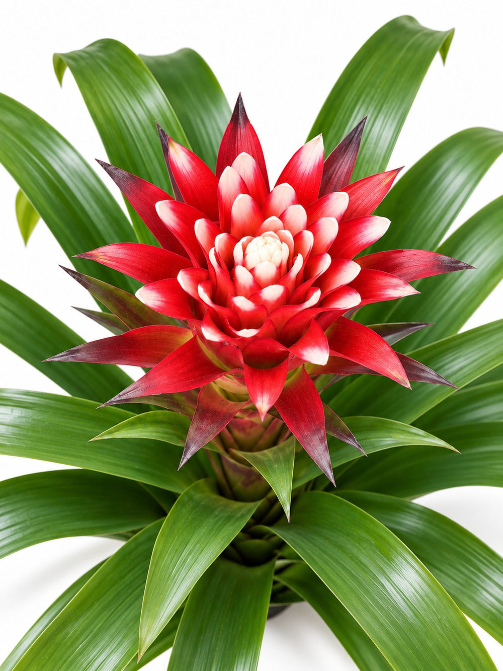 Pot Guzmania - Snow White (P130)