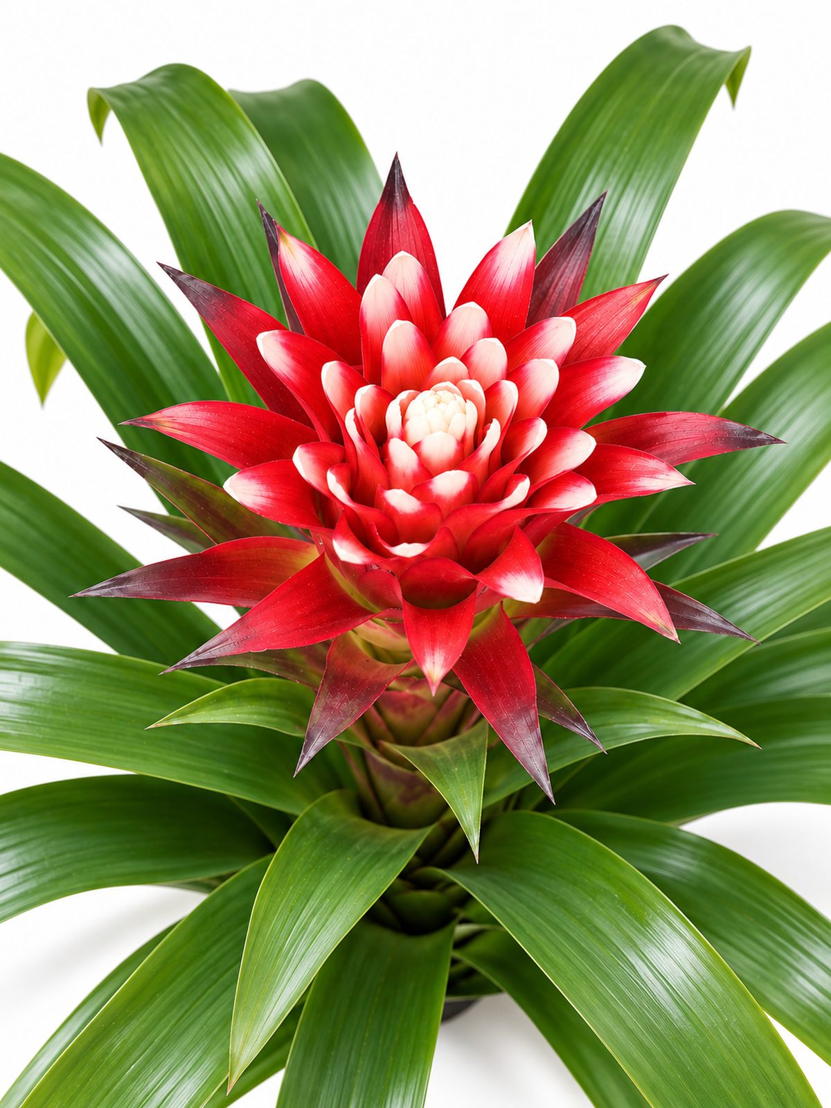 Guzmania Snow White potted plant for indoor and outdoor décor