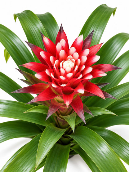 Guzmania Snow White potted plant for indoor and outdoor décor
