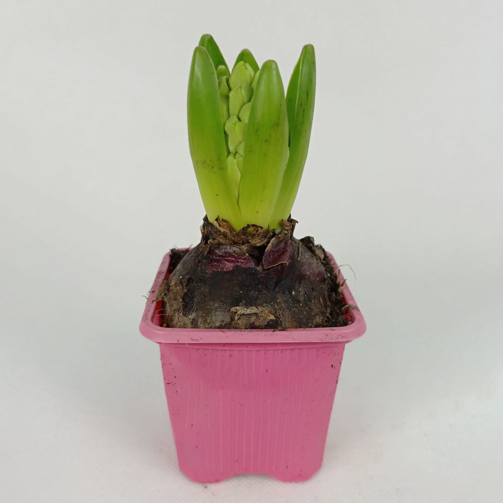 Hycinth Bulb - Pink