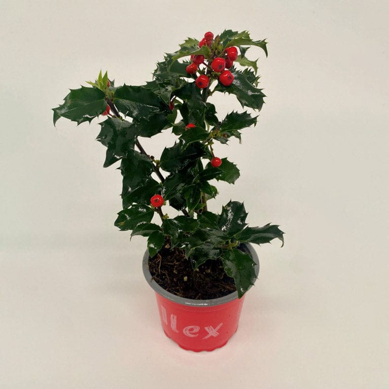 Ilex Meserveae Blue Princess (P90)