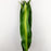 Dracaena Iron Leaf (Imported)