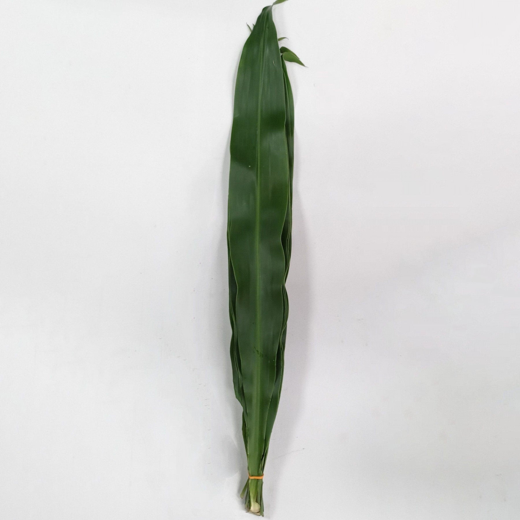 Iron Leaf (Local) - Green