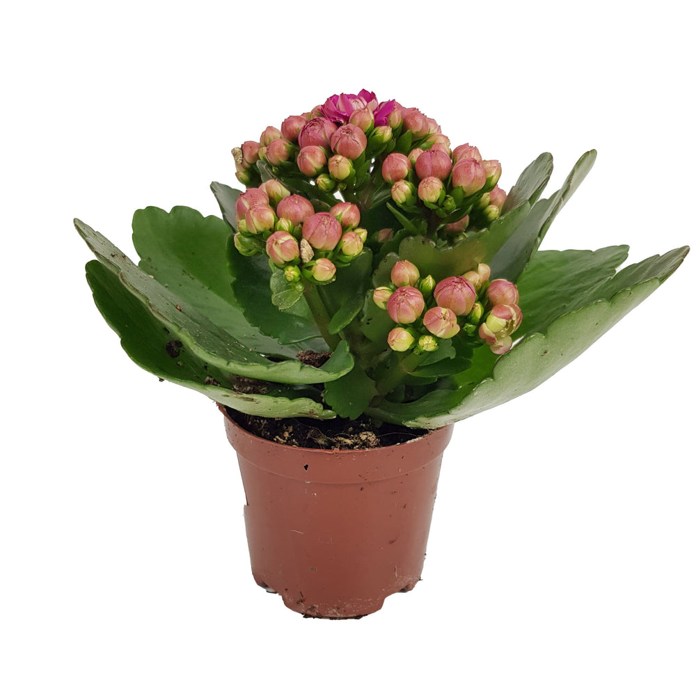Kalanchoe - P80