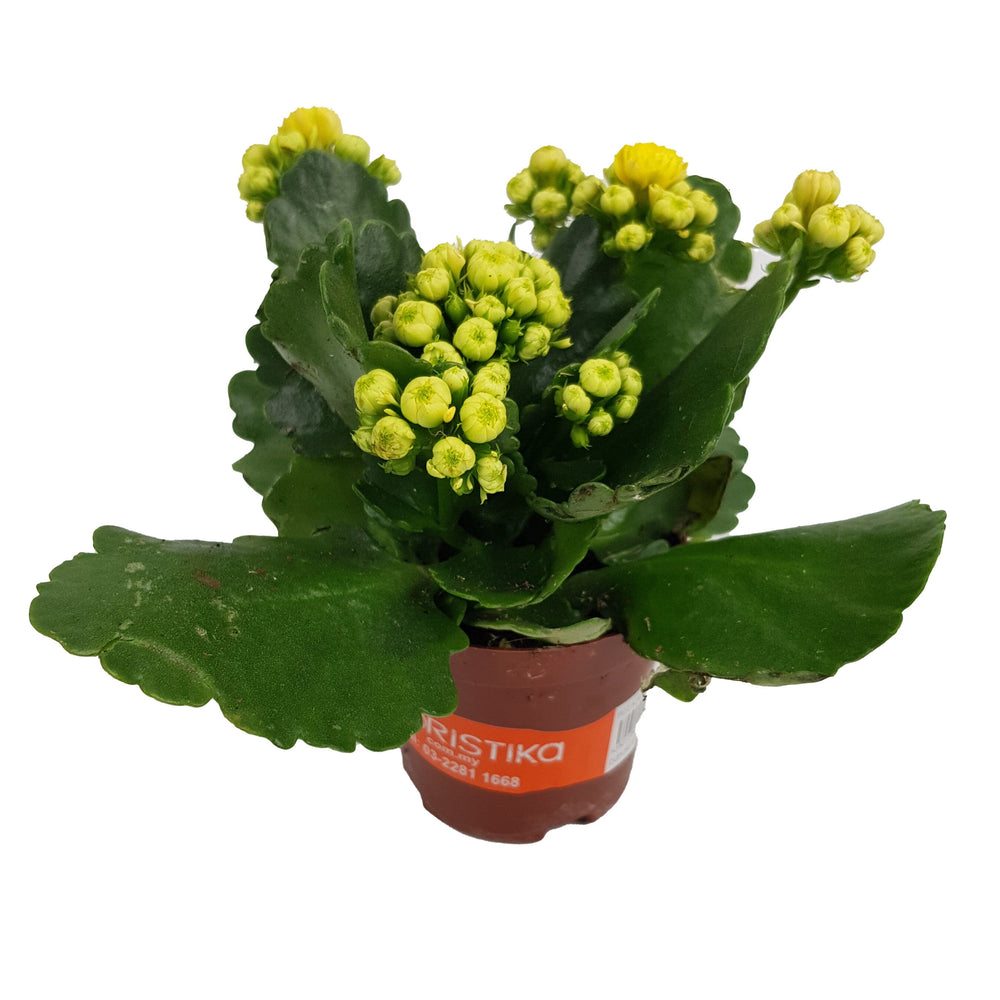 Kalanchoe - P80