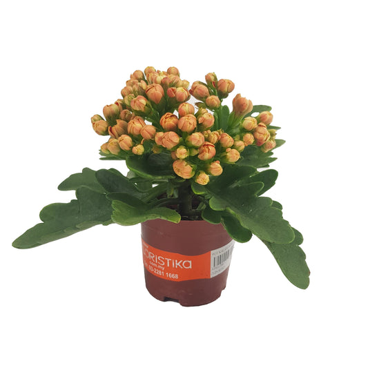 Kalanchoe - P80