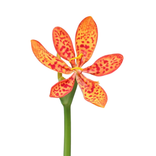 Leopard Lily