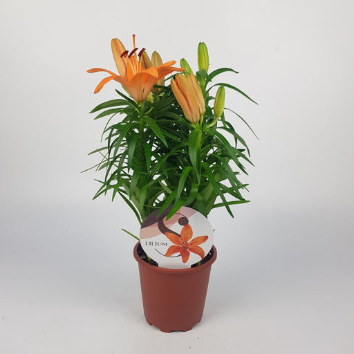 Lily Asiatic 40cm - Orange