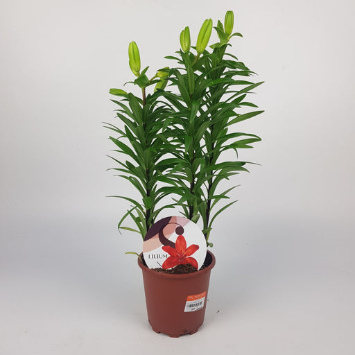 Lily Asiatic 40cm - Red