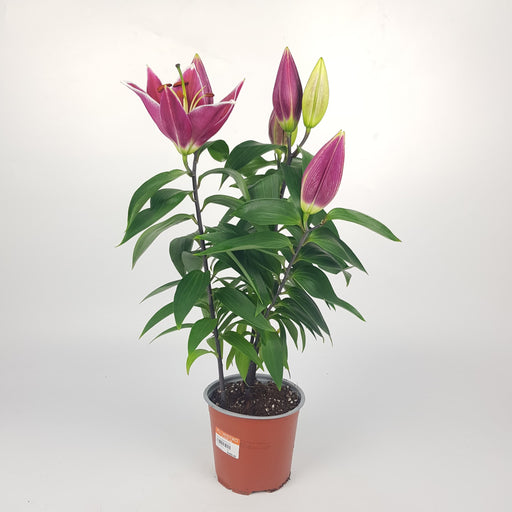 Lily Oriental 40 cm - Pink
