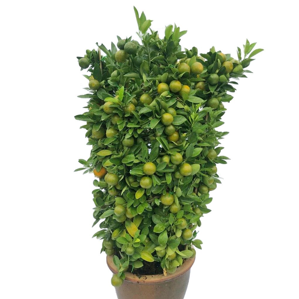 Pot Lime Tree (2-3 FT) Malaysia | Chinese New Year Plant – Floristika ...