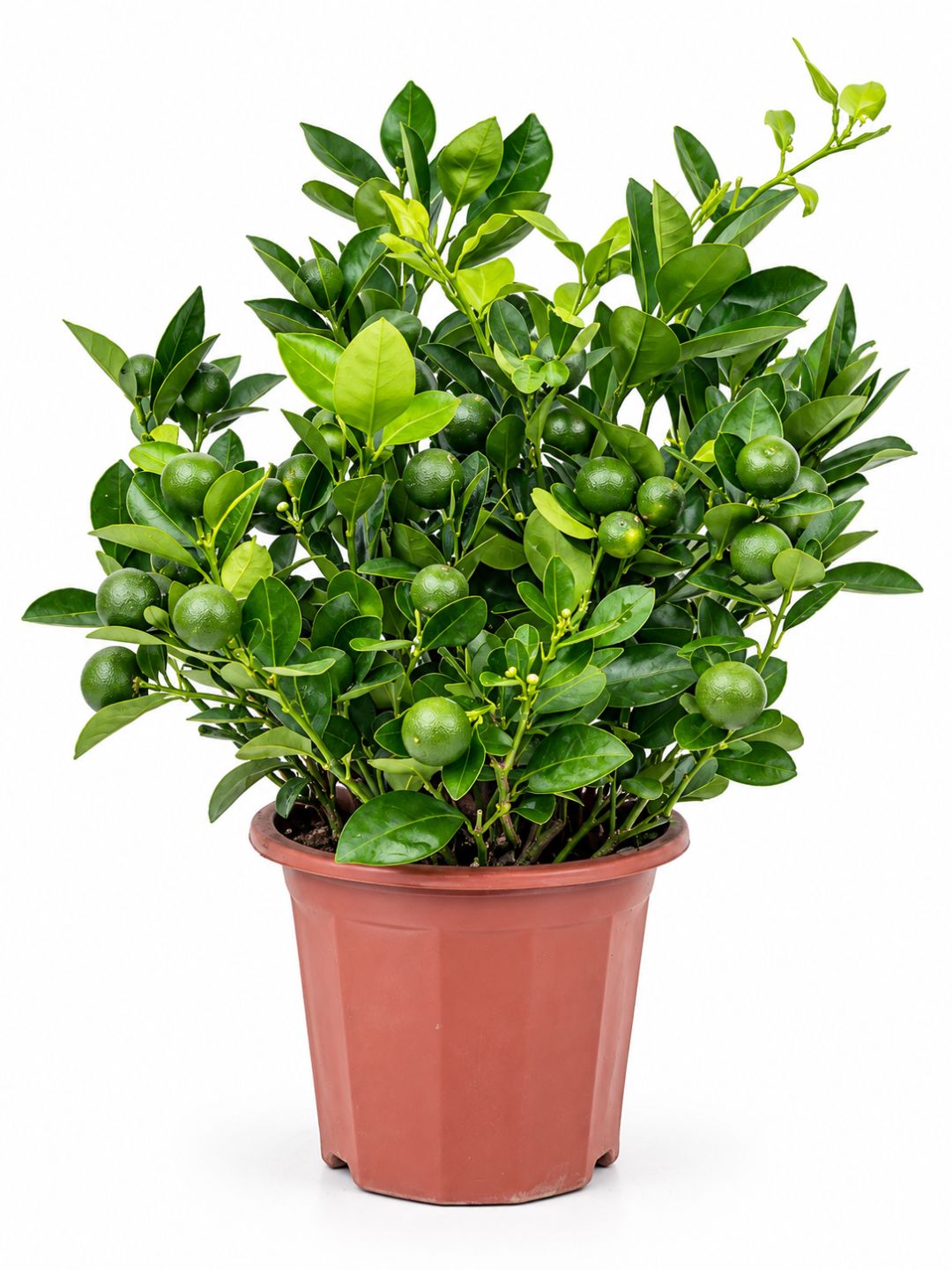Potted mandarin orange tree with fruit in 26cm pot