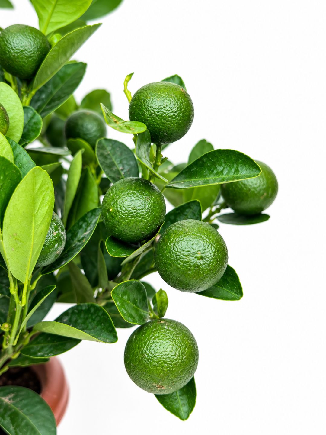 Close-up of mandarin oranges on the tree