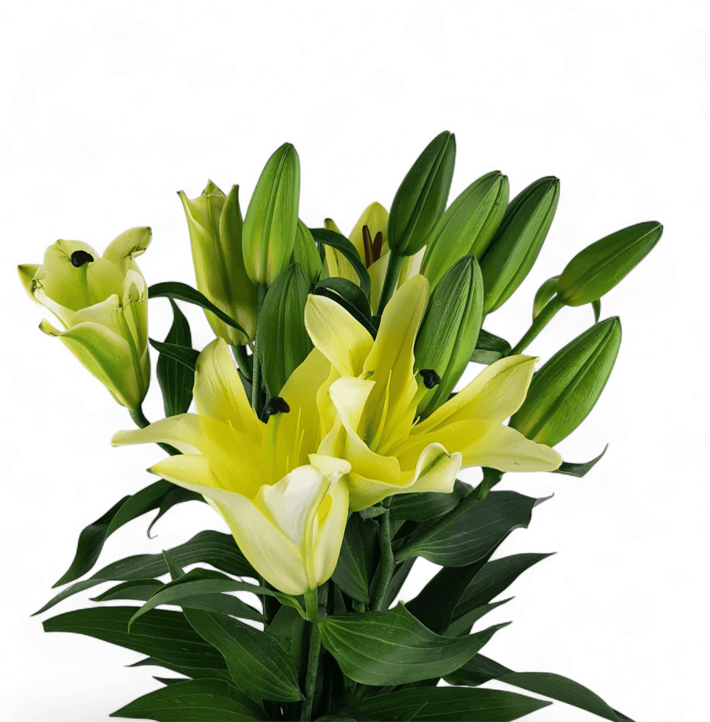 FCMVD06 - Rose, Lily & Eustoma