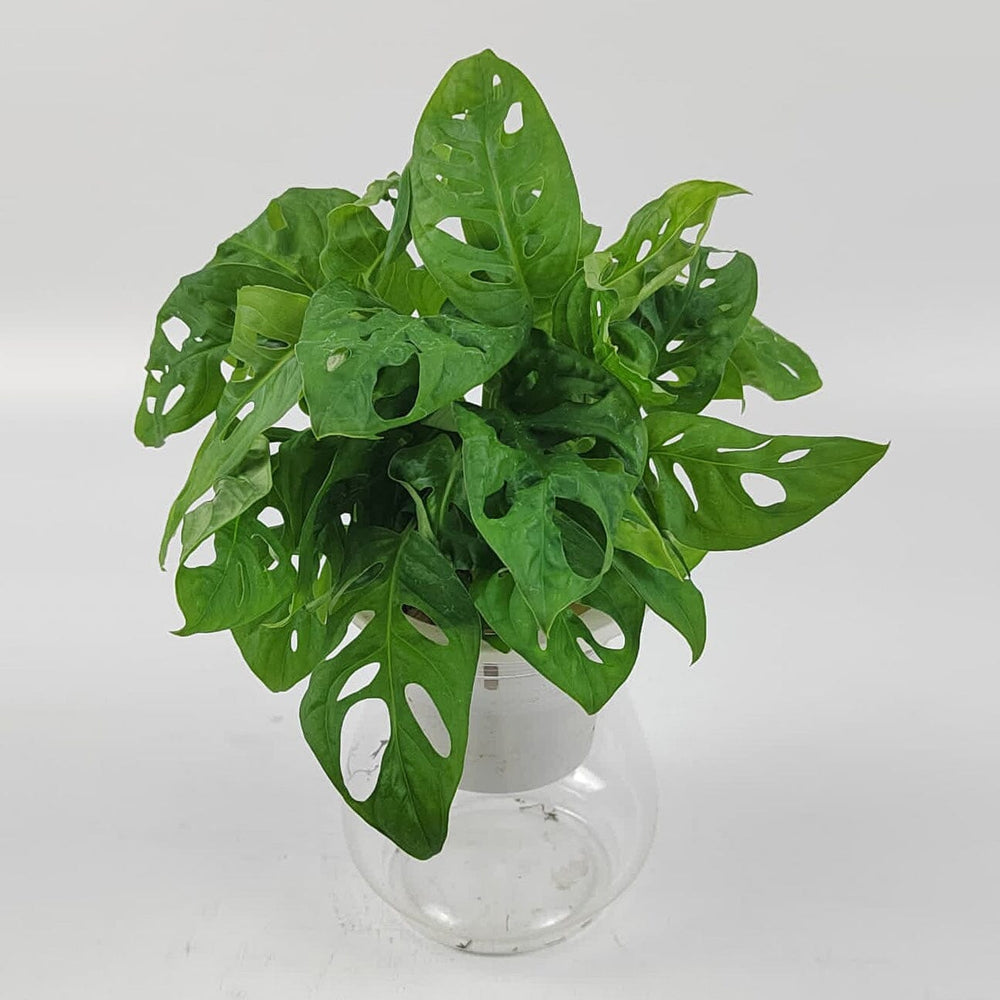 philodendron birkin hydroponic Philodendron Birkin Plant