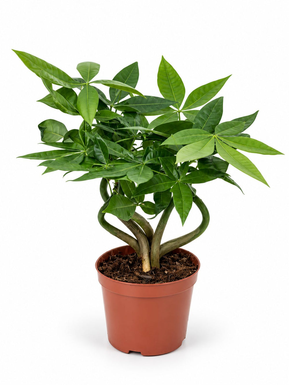 Pot Pachira Aquatica (P110)