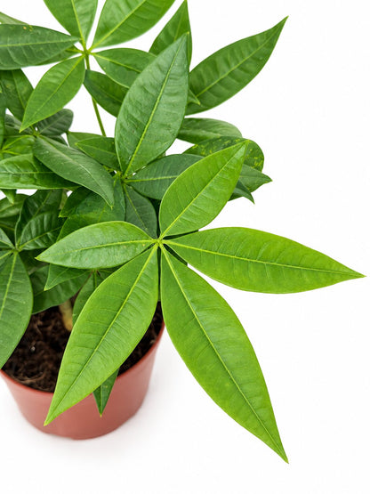 Close-up of Pachira Aquatica money tree leaves