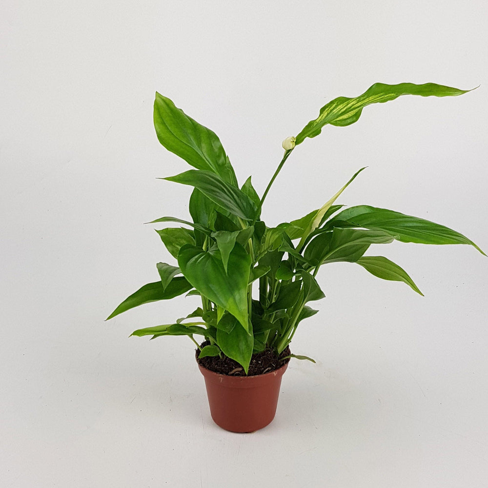 peace lily chopin Kangaroo Paw Plants for Christmas