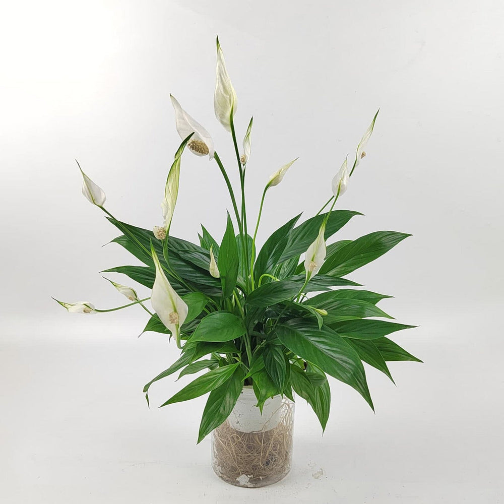 peace lily hydroponic Spathiphyllum Kochi